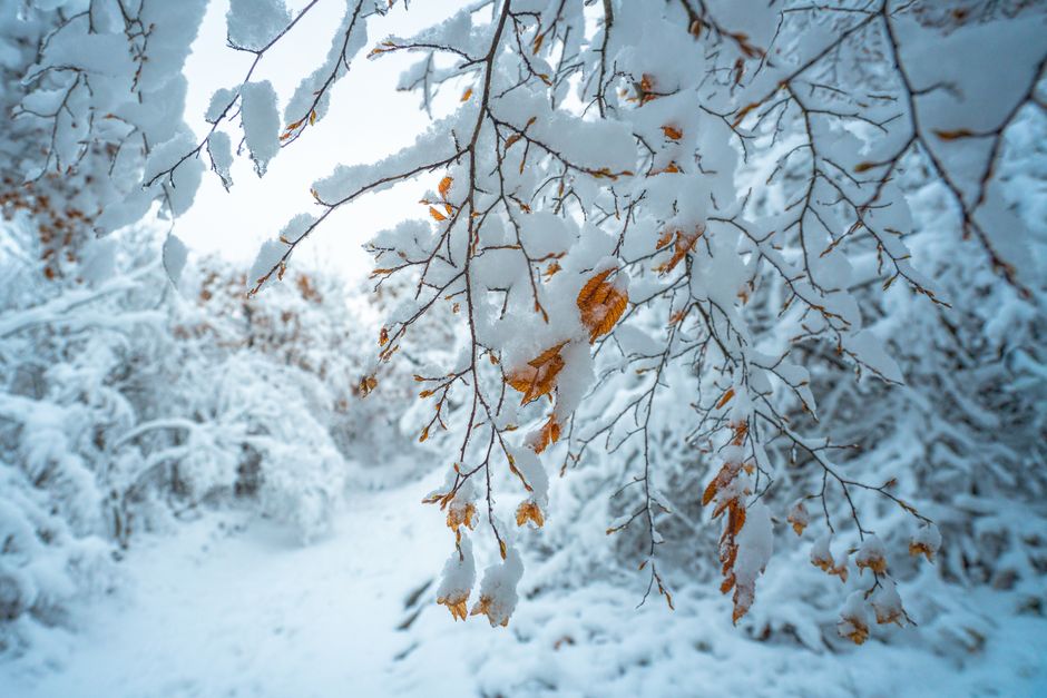 Capture of snow-laden branches with golden leaves in a peaceful winter setting.