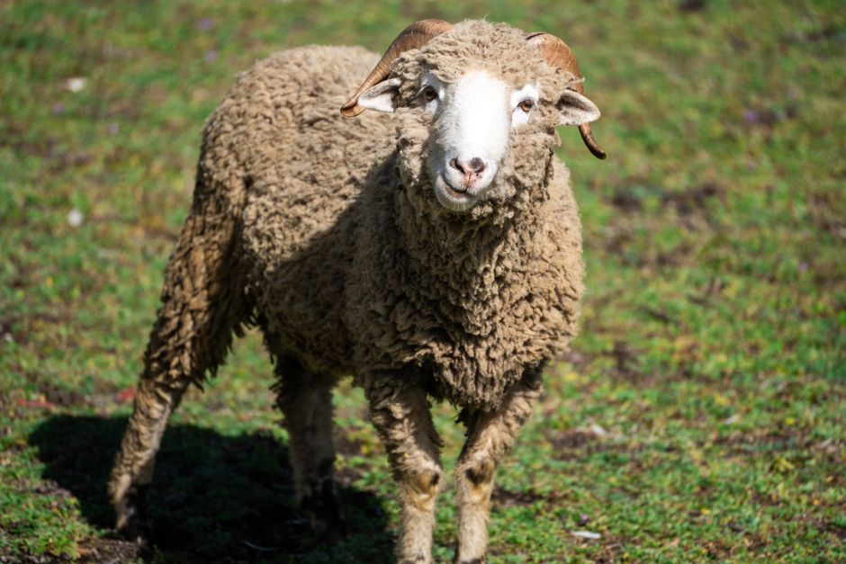 A woolly sheep standing on lush green grass in daylight outdoors.