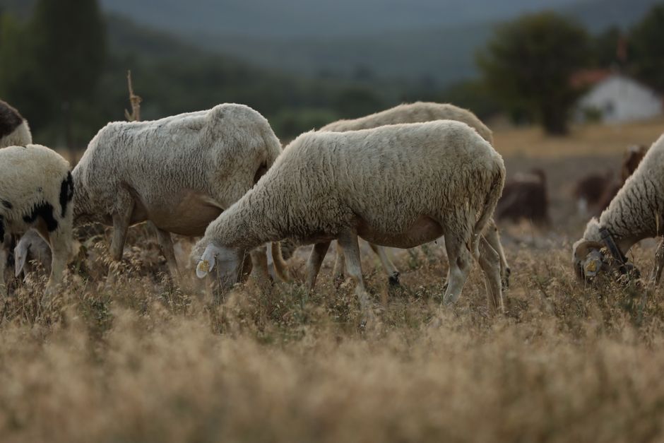 A tranquil scene of sheep grazing in a lush countryside pasture.