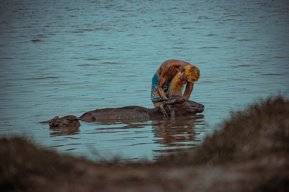 A rural man washes water buffalo in a serene river setting.
